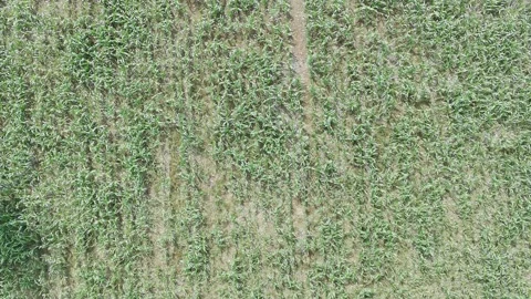 Corn plants in the afternoon Stock Footage 330964402