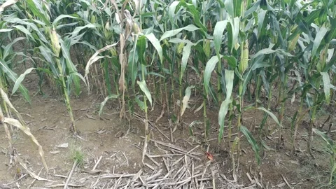 Corn plants in the afternoon Stock Footage 330964465