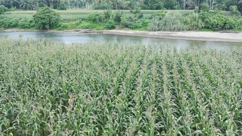 Corn plants in the afternoon Stock Footage 330964550