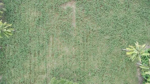 Corn plants in the afternoon Stock Footage 330964635