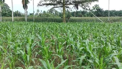 Corn plants in the afternoon Video stock 330965223