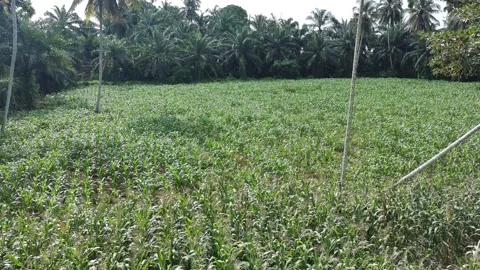Corn plants in the afternoon Stock Footage 330965590