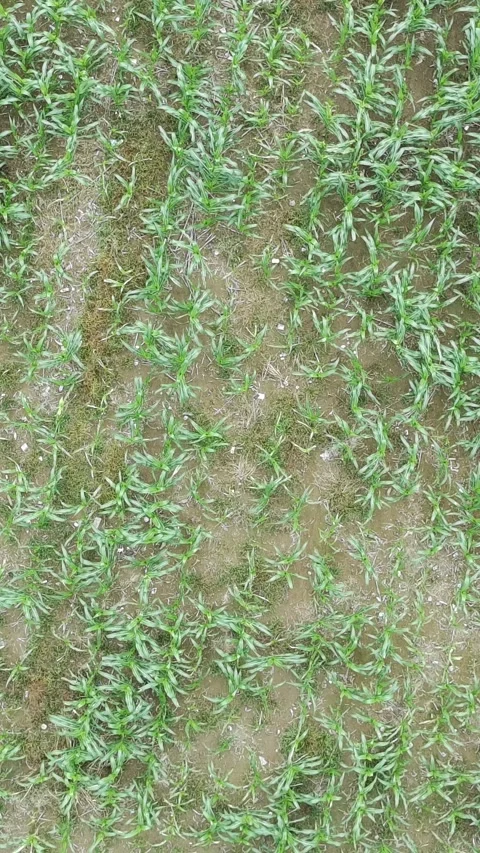 Corn plants in the afternoon Stock Footage 330965753