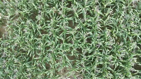 Corn plants in the afternoon Stock Footage 330966065