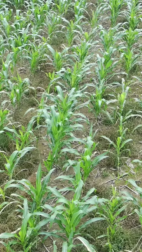 Corn plants in the afternoon Stock Footage 330966424