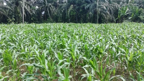 Corn plants in the afternoon Stock Footage 330966497