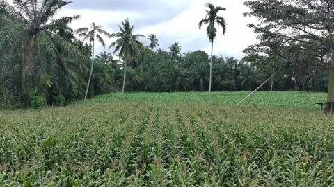 Corn plants in the afternoon Video stock 330966527