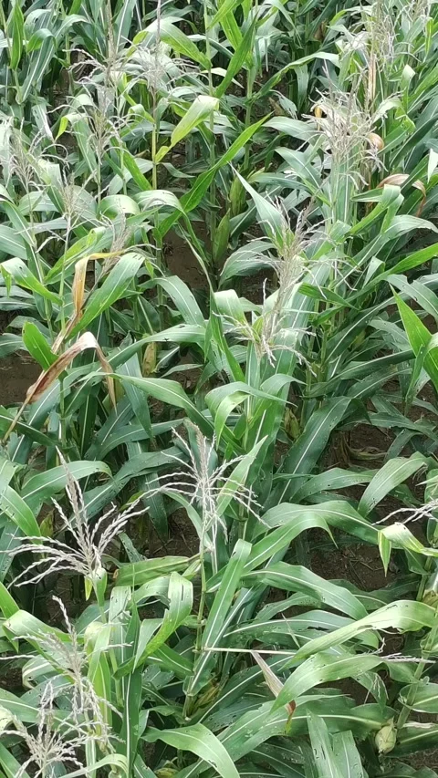 Corn plants in the afternoon Stock Footage 330966702