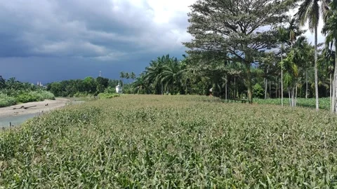 Corn plants in the afternoon Stock Footage 330967119