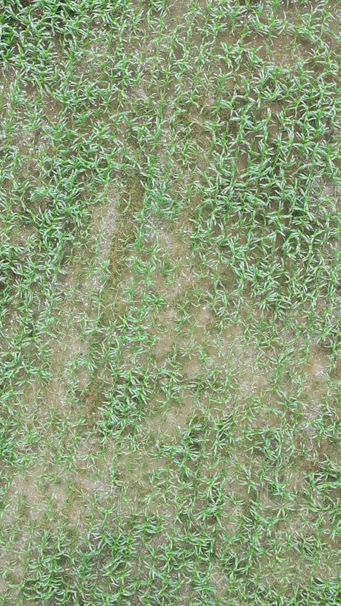 Corn plants in the afternoon Stock Footage 330967129