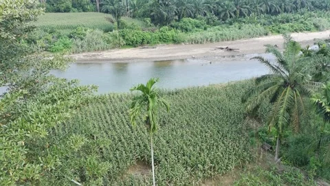Corn plants in the afternoon Stock Footage 330967221