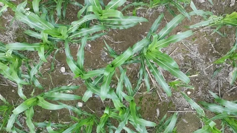 Corn plants in the afternoon Stock Footage 330967226