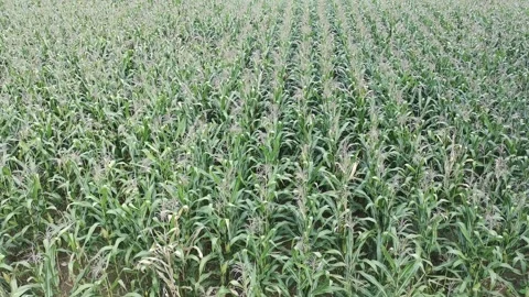 Corn plants in the afternoon Stock-Footage 330967571