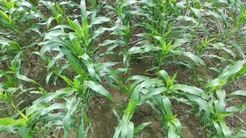 Corn plants in the afternoon Stock Footage 330967871