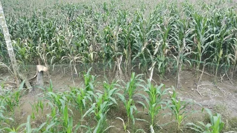 Corn plants in the afternoon Stock Footage 330967930