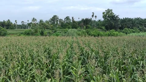 Corn plants in the afternoon Stock Footage 330967942