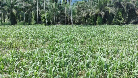 Corn plants in the afternoon Stock Footage 330968005