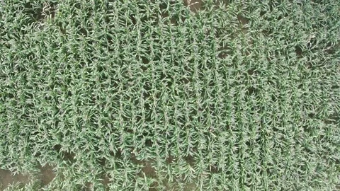 Corn plants in the afternoon Stock-Footage 330968321