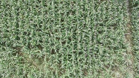 Corn plants in the afternoon Stock Footage 330968896
