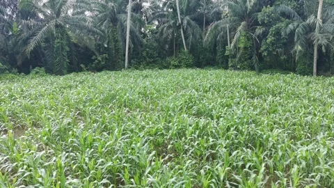 Corn plants in the afternoon Stock Footage 330969065