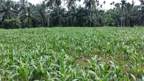 Corn plants in the afternoon Stock Footage 330969254