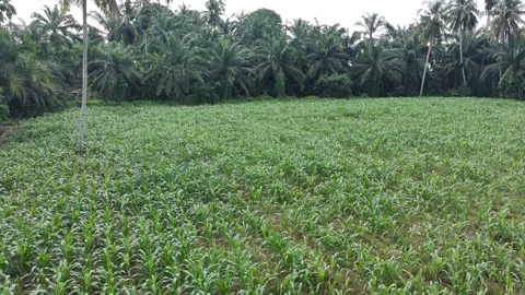 Corn plants in the afternoon Stock Footage 330969404