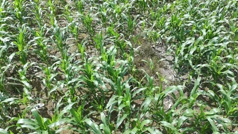Corn plants in the afternoon Stock-Footage 330969637