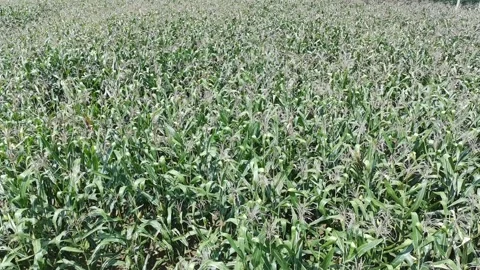 Corn plants in the afternoon Video stock 330969746