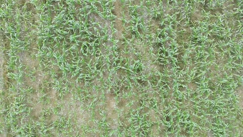 Corn plants in the afternoon Stock Footage 330970117