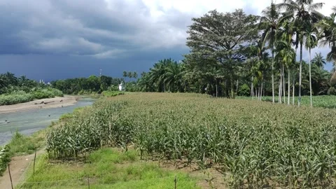 Corn plants in the afternoon Stock Footage 330970231