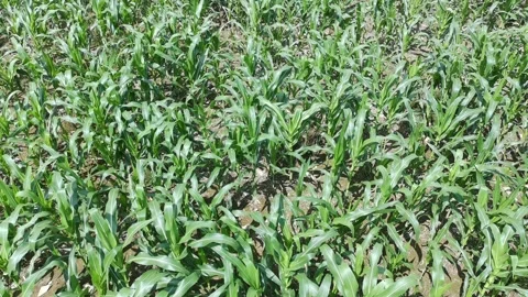 Corn plants in the afternoon Stock Footage 330970303