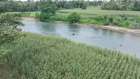 Corn plants in the afternoon Stock Footage 330970312