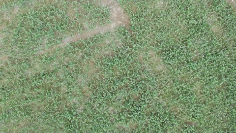 Corn plants in the afternoon Stock Footage 330970319
