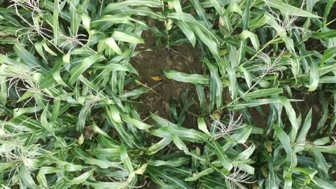 Corn plants in the afternoon Stock Footage 330970361
