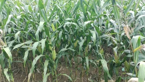 Corn plants in the afternoon Stock Footage 330970362