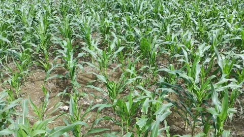 Corn plants in the afternoon Video stock 330970651