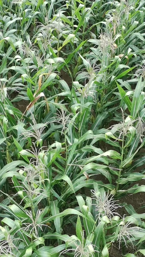 Corn plants in the afternoon Stock Footage 330970656