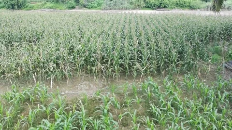 Corn plants in the afternoon Stock Footage 330970670