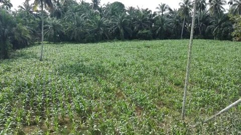 Corn plants in the afternoon Stock-Footage 330970850