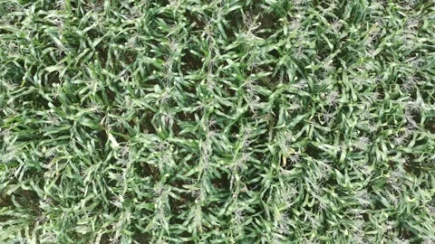 Corn plants in the afternoon Video stock 330970874