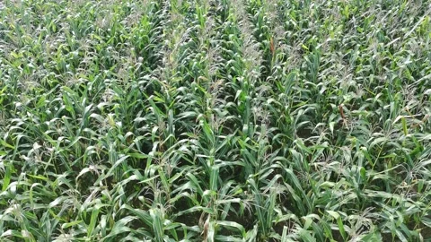 Corn plants in the afternoon Stock Footage 330970892