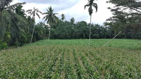 Corn plants in the afternoon Stock Footage 330970923