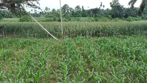 Corn plants in the afternoon Video stock 330974082