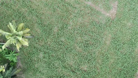 Corn plants in the afternoon Stock Footage 330974224