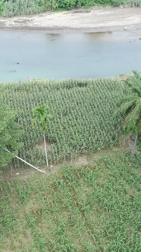 Corn plants in the afternoon Stock Footage 330974329