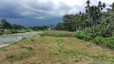 Corn plants in the afternoon Stock Footage 330974339