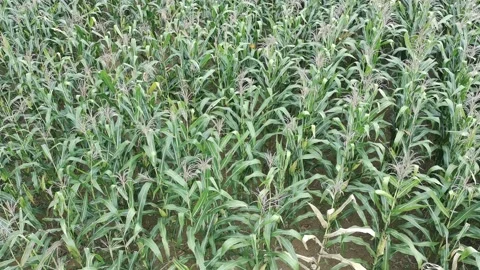Corn plants in the afternoon Stock Footage 330974345