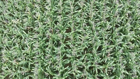 Corn plants in the afternoon Stock Footage 330974377