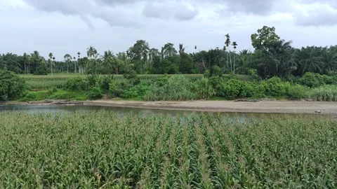 Corn plants in the afternoon Stock-Footage 330974549