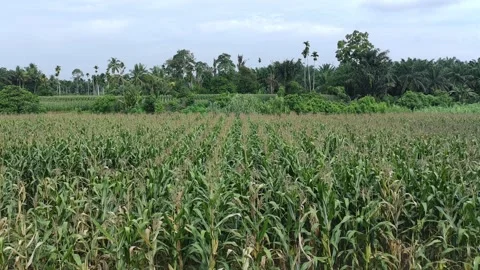 Corn plants in the afternoon Stock Footage 330974550